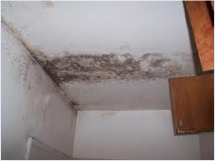 Growth in a kitchen caused by a plumbing or roof leak above